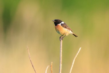 Stonechat, Saxicola rubicola, kuşların sabah güneşi altında ötüşü.
