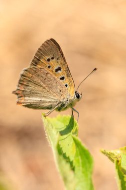 Küçük ya da sıradan bir bakırın, Lycaena phlaeas 'ın, bitki örtüsünün üzerinde dinlenen kelebeğin yakın çekimi