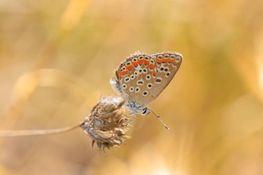 Sabahın erken saatlerinde Ortak Mavi Kelebek, Polyommatus icarus, parlak güneş ışığı altında bir çayırdaki bir çiçekte tozlaşıyor..