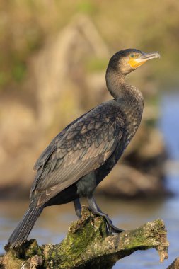 Siyah karabatak kuşu, Phalacrocorax karbonhidrat, kanatlarını güneşte kurutur. Bu bir karabatak için karakteristik bir davranış.