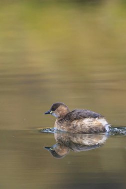 Tachybaptus Ruficollis, kışın tüyleri yüzerken biraz daha yaklaş.