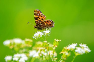 Kelebeğin yakın çekimi, Araschnia Levana, Bahar mevsiminde kanatları açık, 