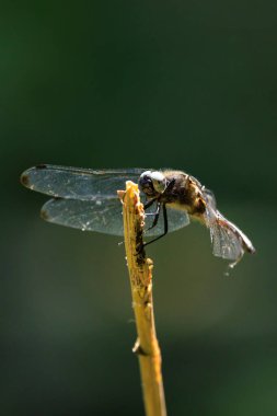 Nadir avlanan mavi renkli erkek, Libellula fulva, bitkilerin üzerinde dinleniyor.