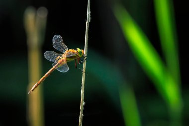 Sazlıklarda dinlenen yeşil gözlü yusufçuk Aeshna izosellerinin yakınında. Bu Avrupa 'da bulunan iki kahverengi işportacıdan biri.