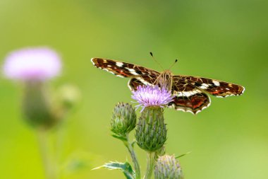 Harita Kelebeği 'nin kanatlarının üst görüntüsü, araschnia levana, yaz kıyafeti içinde. Harita iki yıllık kuluçka dönemi çok farklı görünüyor. Bu yaz yavruları siyah ve beyaz lekeli..
