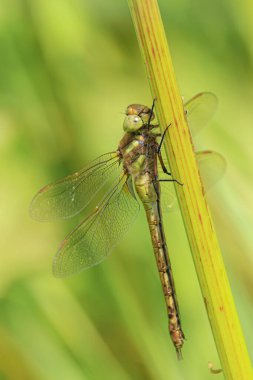 Sazlıklarda dinlenen yeşil gözlü yusufçuk Aeshna izosellerinin yakınında. Bu Avrupa 'da bulunan iki kahverengi işportacıdan biri.
