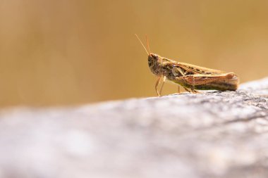 Yaylı kanatlı çekirgenin yakın çekimi, Chorthippus Biguttulus, sıcak güneş ışığında dinleniyor.
