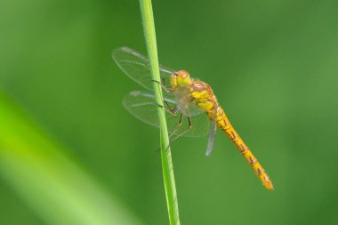 Sıradan bir Darter, Sympetrum striolatum, kanatlarını açmış dişi kanatlarını kurutuyor, sıcak güneş ışığında.