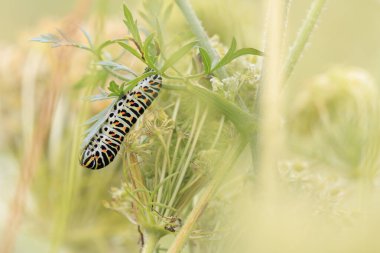 Eski Dünya kırlangıç tırtılı, aynı zamanda yaygın sarı kırlangıç kelebeği, Papilio machaon, güzel bir çayırda besleniyor..