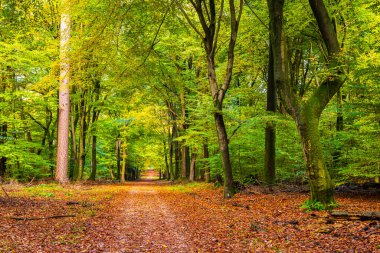 Güz renklerinde güzel meşe ağacı Speulderbos Ormanı. Bu orman, 