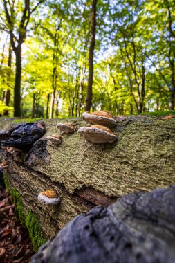 Güz renklerinde güzel meşe ağacı Speulderbos Ormanı. Bu orman, 