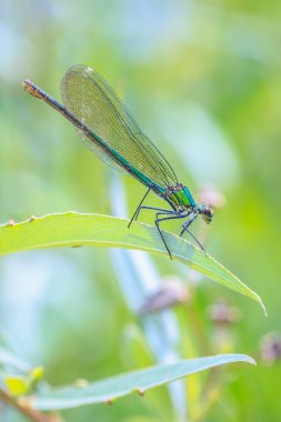 Güzel bantlı Bayan Calopteryx 'in yakın çekimi yusufçuğu ya da ısırgan otlarının üzerinde dinlenen küçük hanım sineğini büyülüyor..