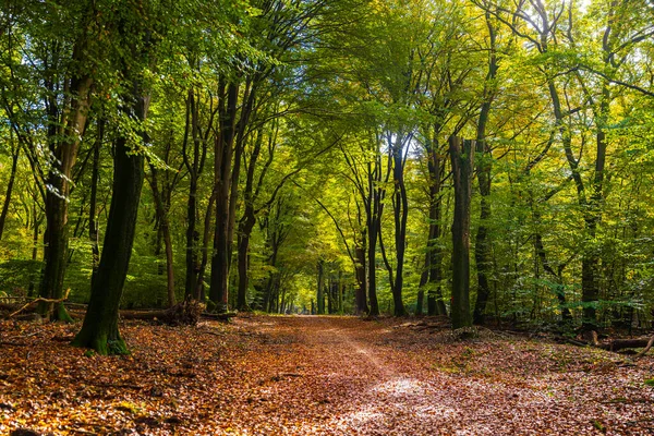 Güz renklerinde güzel meşe ağacı Speulderbos Ormanı. Bu orman, 