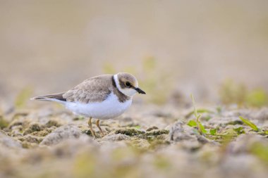 Genç bir kürekçinin yakın çekimi. Charadrius Dubius, yerde yiyecek arıyor.