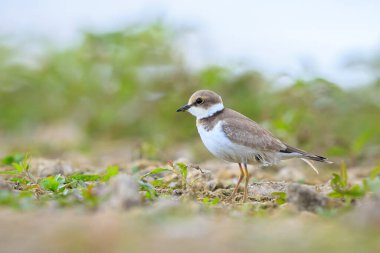 Genç bir kürekçinin yakın çekimi. Charadrius Dubius, yerde yiyecek arıyor.