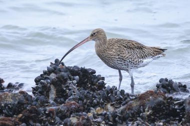 Avrasya kıvrımlı Numenius arquata kıyı kuşu kayalara tünemişti..