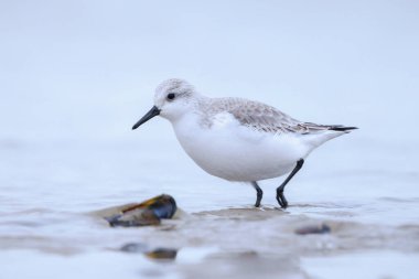 Sanderling, calidris alba, kumkuşları kumsalda kabuk ve deniz tarağı arıyorlar.