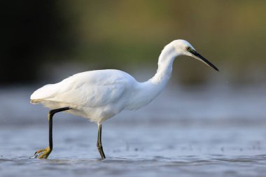 Küçük bir balıkçıl, Egretta Garzetta, suda avlanmak için balık avlıyor.