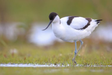 Pied Avocet, Recurvirostra avosetta 'nın yakın plan görüntüsü.
