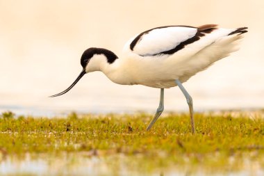 Pied Avocet, Recurvirostra avosetta 'nın yakın plan görüntüsü.