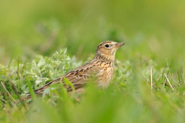 Avrasya tarla kuşu, Alauda arvensis, parlak güneş ışığında yürüyen bir çayırda.