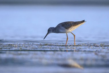 Ortak redshank tringa totanus güneşli bir da suda yem kuş wading