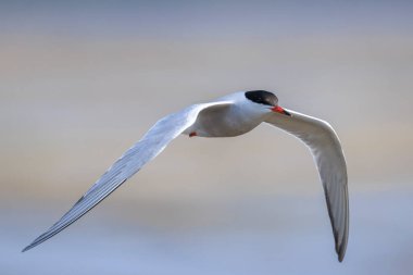 Bayağı sumru, Sterna hirundo, uçak içi ise avcılık balık için