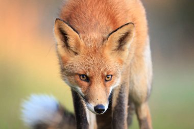Vahşi kızıl tilki, Vulpes vulpes, çayırda yiyecek ve yiyecek ararlar..