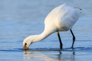 Yaygın bir kaşık faturası olan Platalea lökosorodi 'nin kapanışı.