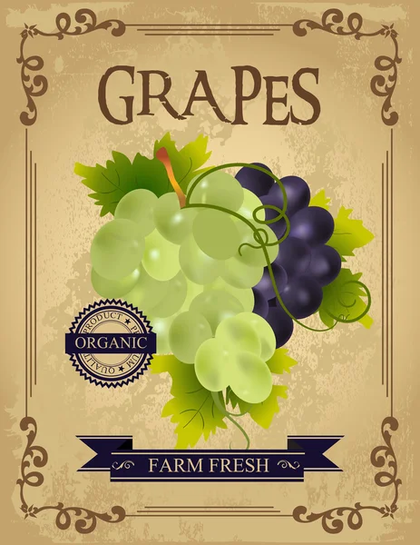 Урожай свіжий виноград плакат — стоковий вектор