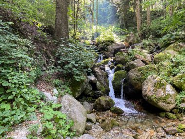 Piedmont, İtalya 'daki Marguareis Doğal Parkı' ndaki ormanda akarsu.
