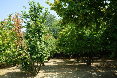 La Morra yakınlarındaki Langhe, Piedmont, İtalya 'da fındık tarlası olan tepe.