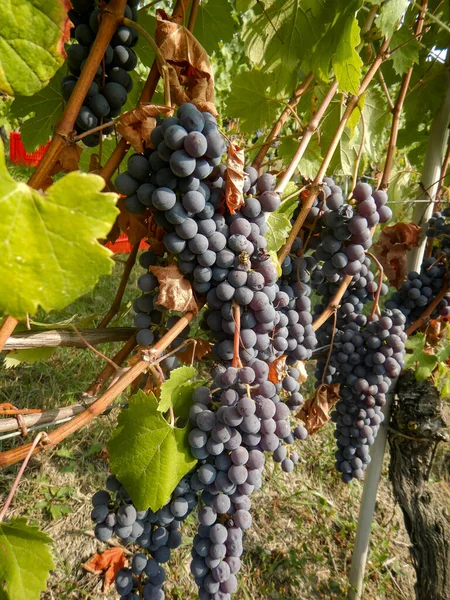 Oogst Een Wijngaard Cannubi Barolo Piemonte Italië — Stockfoto