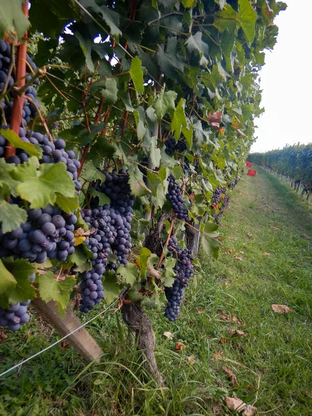 Szüret Egy Szőlőültetvényen Cannubi Barolo Piemonte Olaszország — Stock Fotó