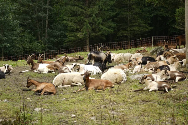 Ziegen Und Schafe Ruhen Auf Einer Alm — Stockfoto