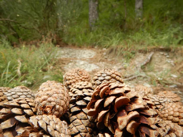 Muitos Cones Pinheiro Caminho Nas Montanhas — Fotografia de Stock