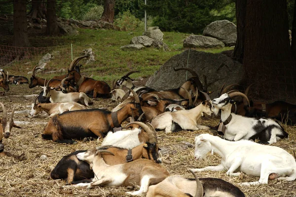 Cabras Descansam Pasto Montanha — Fotografia de Stock