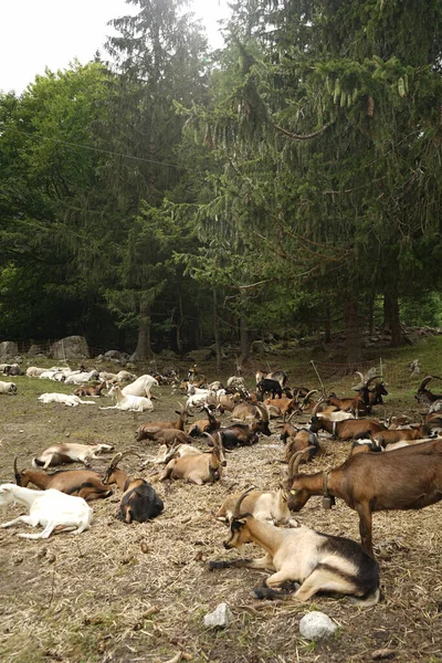 Кози Відпочивають Гірському Пасовищі — стокове фото