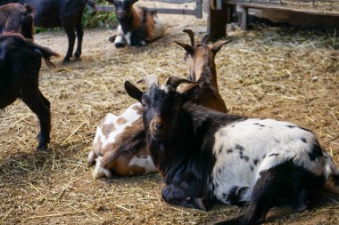 Piedmont, İtalya 'da bir çiftliğin çitlerinde bir grup keçi.