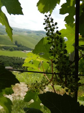 Cannubi bölgesinin tepelerindeki üzüm bağlarında yetişen Nebbiolo üzümleri, Barolo - Piedmont - İtalya