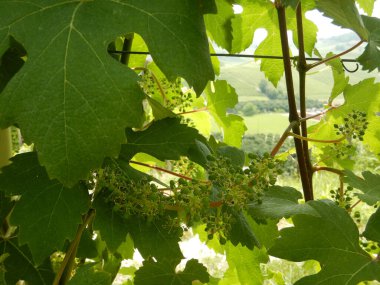 Cannubi bölgesinin tepelerindeki üzüm bağlarında yetişen Nebbiolo üzümleri, Barolo - Piedmont - İtalya