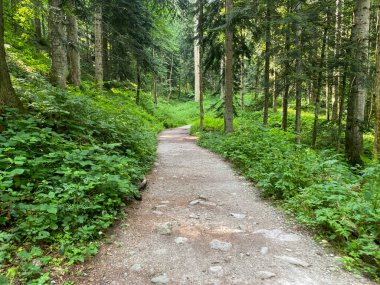 Ormandaki patika Marguareis Doğal Parkı, Piedmont - İtalya