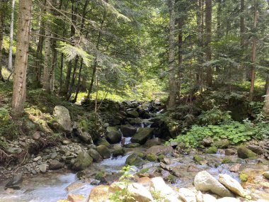 Piedmont, İtalya 'daki Marguareis Doğal Parkı' ndaki ormanda akarsu.