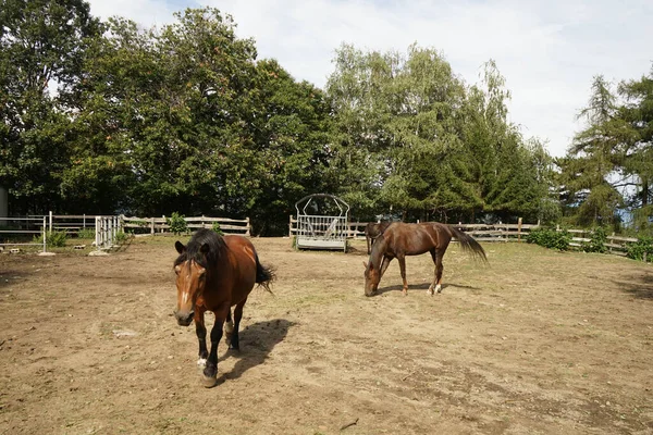 イタリア ピエモンテ州の農場に馬 — ストック写真