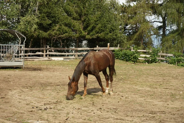 イタリアのピエモンテ州の農場で馬 — ストック写真