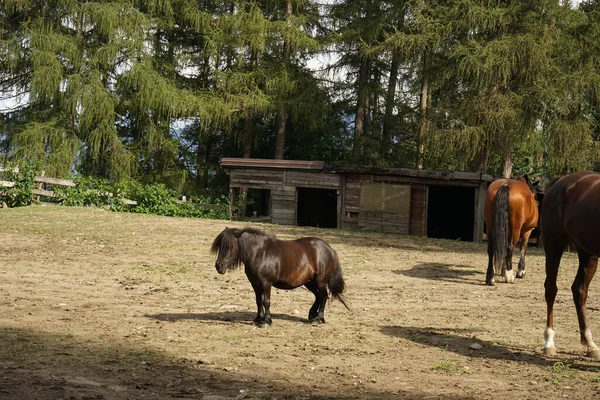 Pony Farm Piedmont Italy — Stock Photo, Image