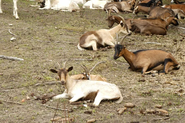 Einige Ziegen Ruhen Auf Einer Alm — Stockfoto