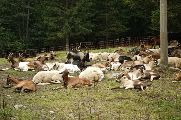 Algumas Cabras Descansam Pasto Montanha — Fotografia de Stock