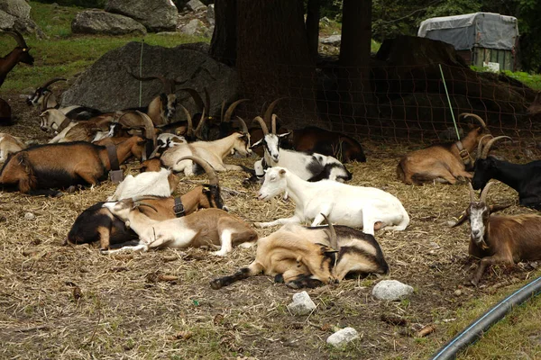 Algumas Cabras Descansam Pasto Montanha — Fotografia de Stock