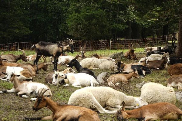Деякі Кози Відпочивають Гірському Пасовищі — стокове фото